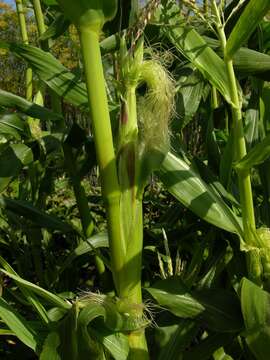 Image of corn