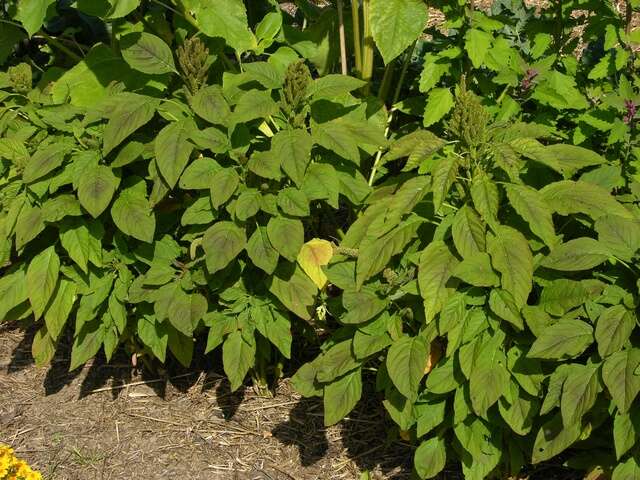 Image of <i>Amaranthus paniculatus</i> (Cultiv)