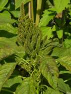 Image of <i>Amaranthus paniculatus</i> (Cultiv)