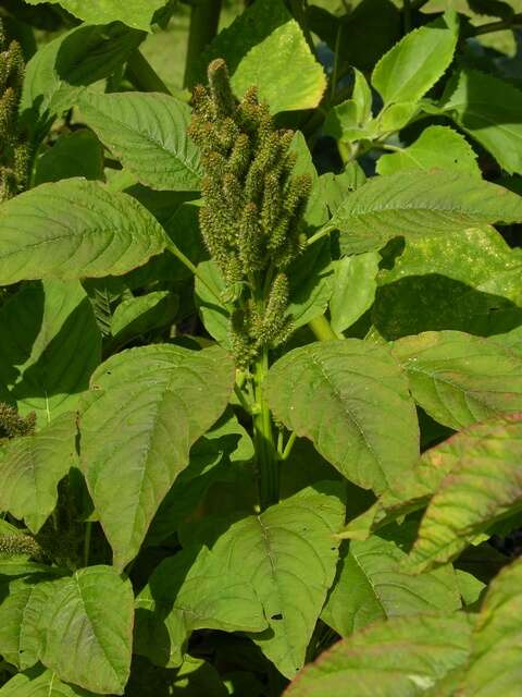 Image of <i>Amaranthus paniculatus</i> (Cultiv)