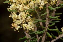 Image of Pomaderris phylicifolia Lodd.