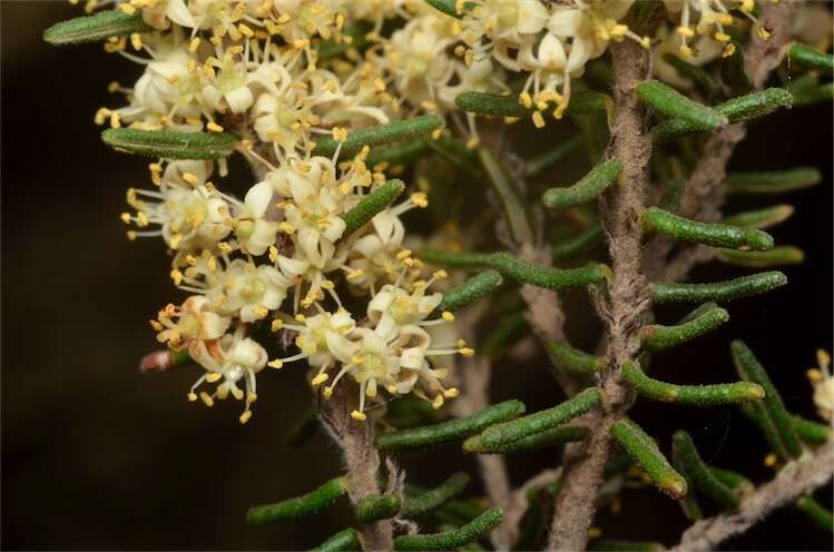 Image of Pomaderris phylicifolia Lodd.