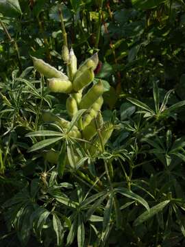 Image of Lupin