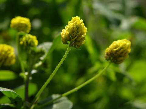 Image of Medick