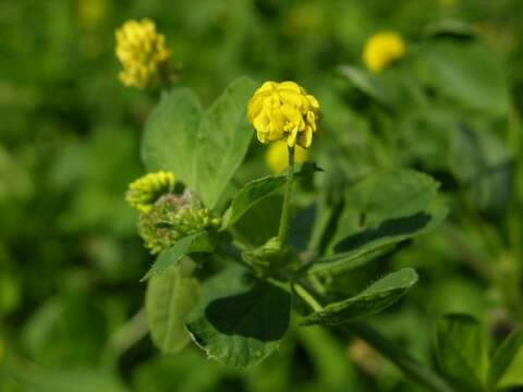 Image of Medick