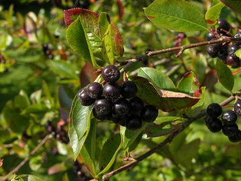 Image of Chokeberries