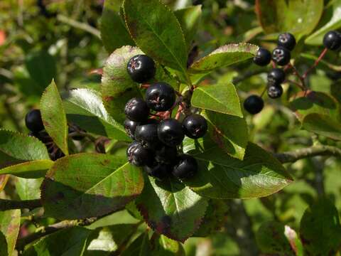 Plancia ëd Aronia