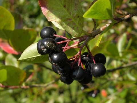 Image of Chokeberries