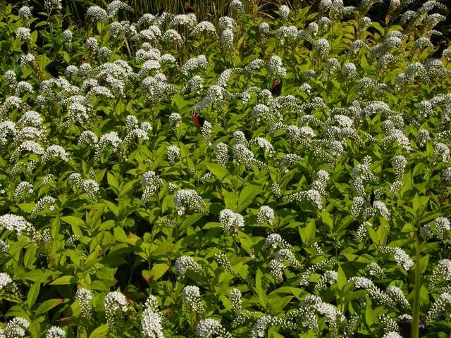 صورة Lysimachia clethroides Duby