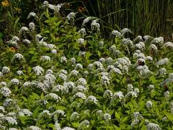 Image of gooseneck yellow loosestrife