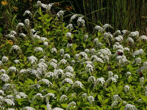 Plancia ëd Lysimachia clethroides Duby