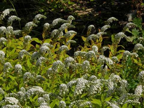 Plancia ëd Lysimachia clethroides Duby