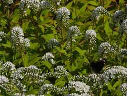 Image of gooseneck yellow loosestrife