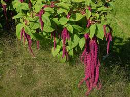 Amaranthus resmi