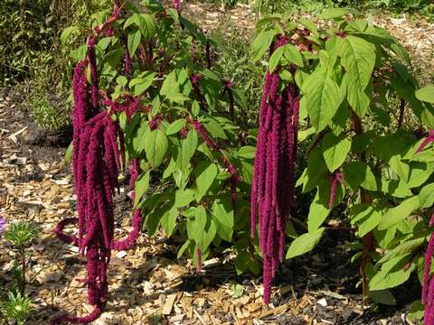 Amaranthus resmi