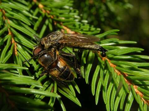 Image of Manx robber fly