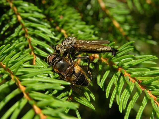 Image of Manx robber fly