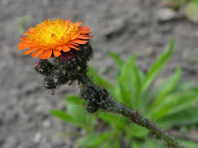 Image of orange hawkweed