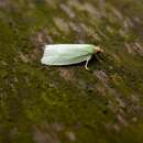 Imagem de Tortrix viridana Linnaeus 1758