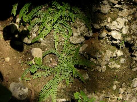 Plancia ëd Asplenium incisum Thunb.