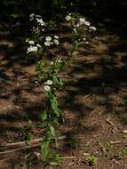 Image of fleabane