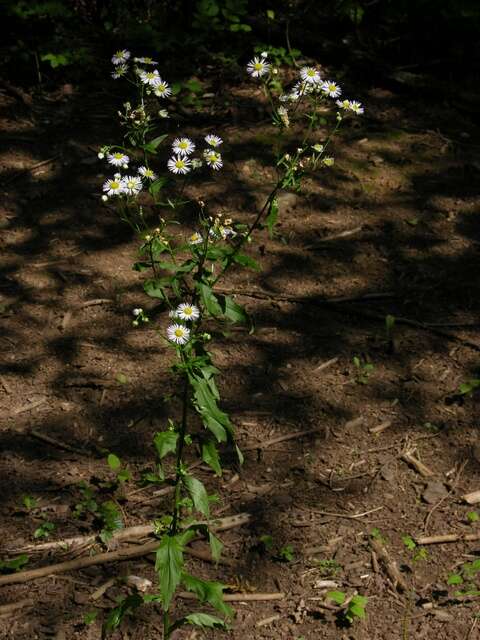 Image of fleabane