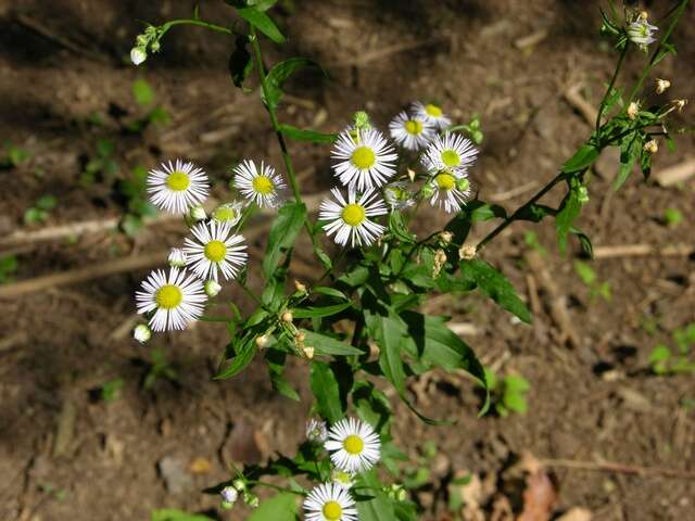 Image of fleabane