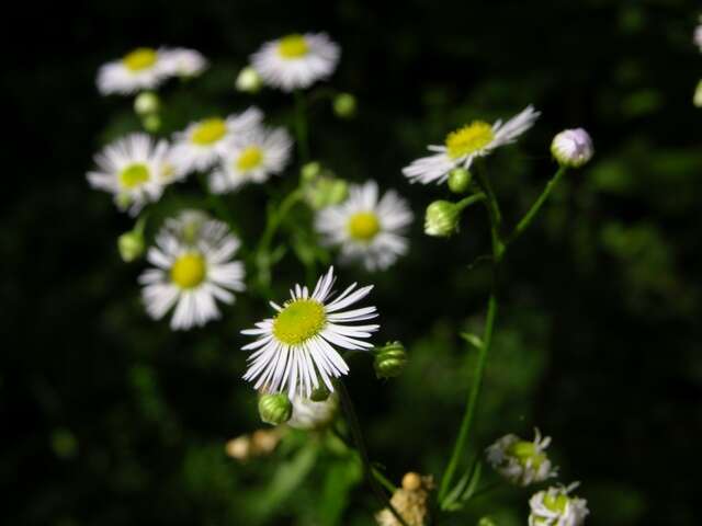 Image of fleabane