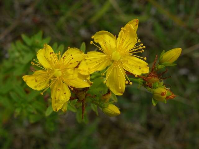 Image of St John's-wort