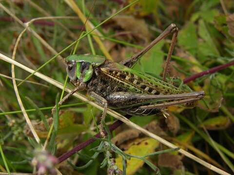 Image of Decticus