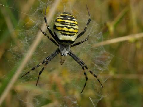 Image of Argiope