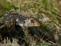 Image of Two-faced Neusticurus