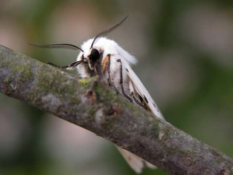 Image of white ermine