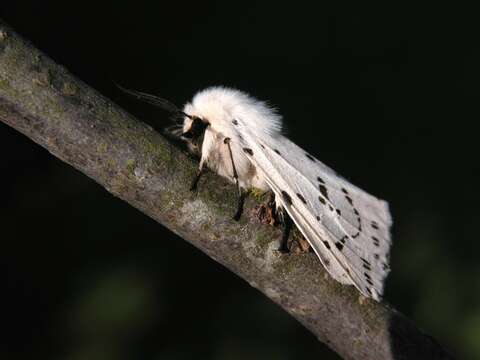 Image of white ermine