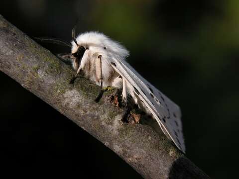 Image of white ermine