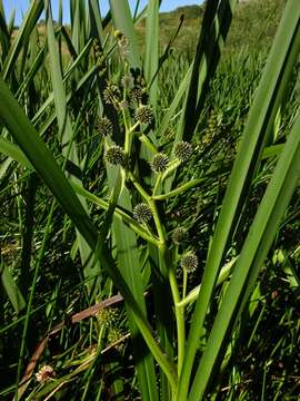 Image of bur-reed