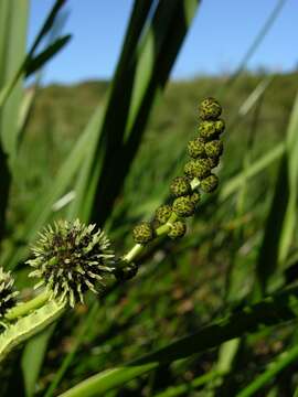 Image of bur-reed