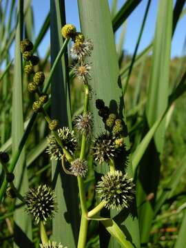 Image of bur-reed