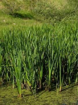 Image of bur-reed