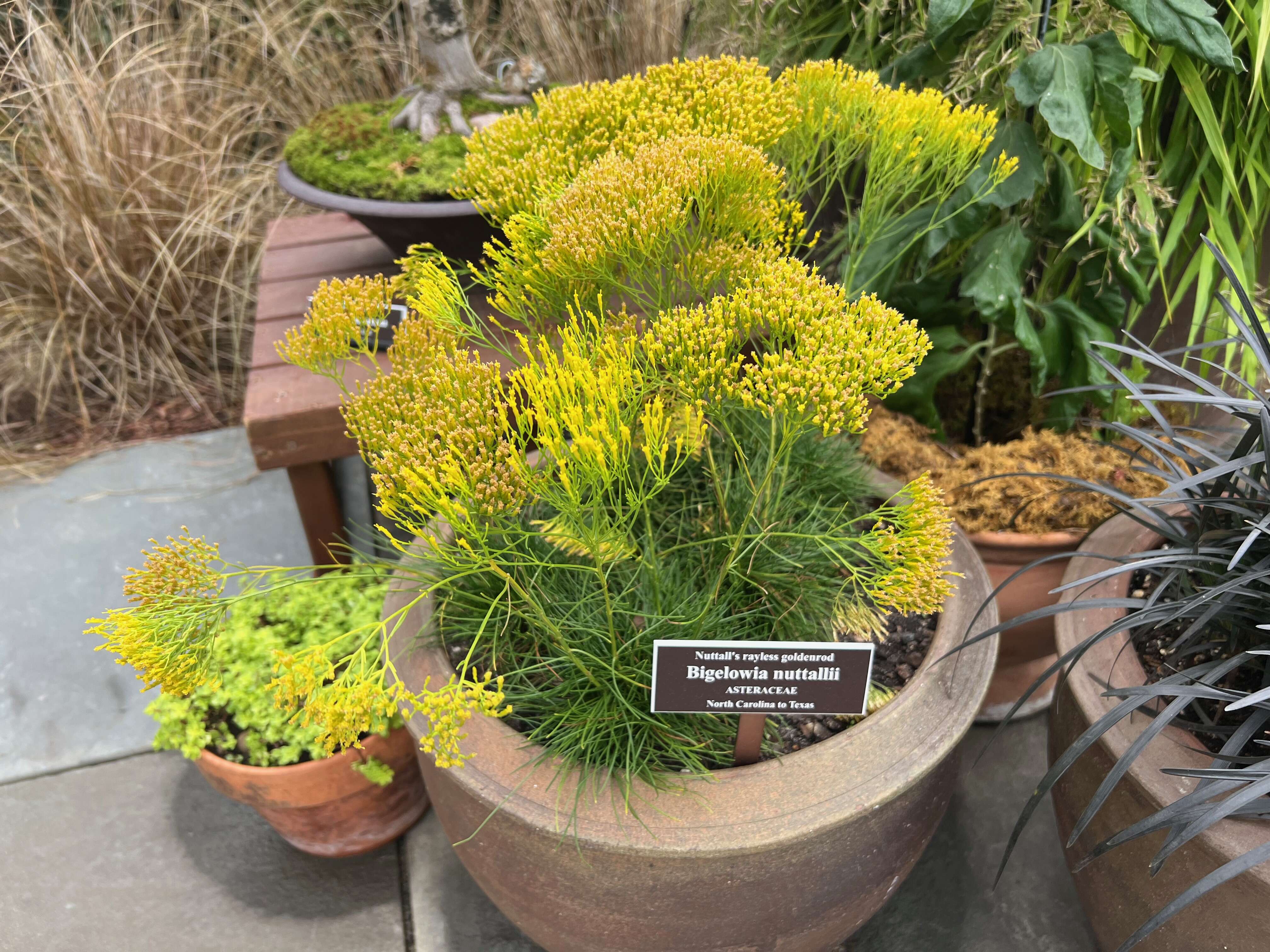 Image of Nuttall's rayless goldenrod