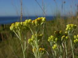 Image of strawflower