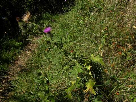 Image of thistle