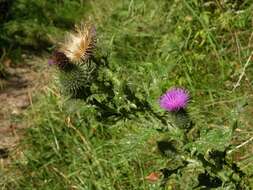 Image of thistle