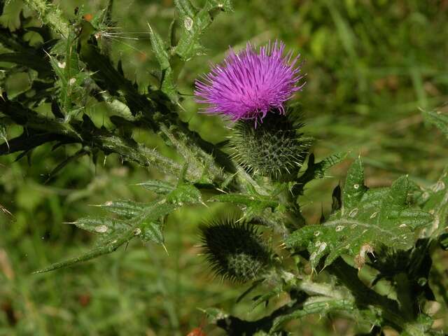 Image of thistle