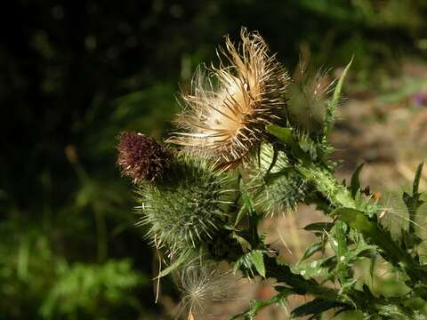 Image of thistle