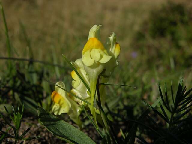 Image of Toadflax