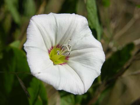 Image of bindweed