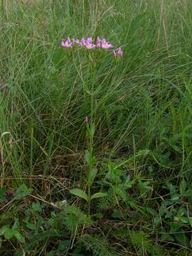 Image of Centaury