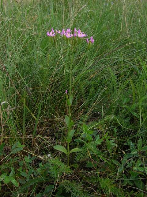 Imagem de Centaurium