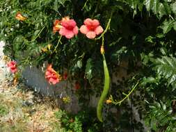 Image of <i>Campsis radicata</i>